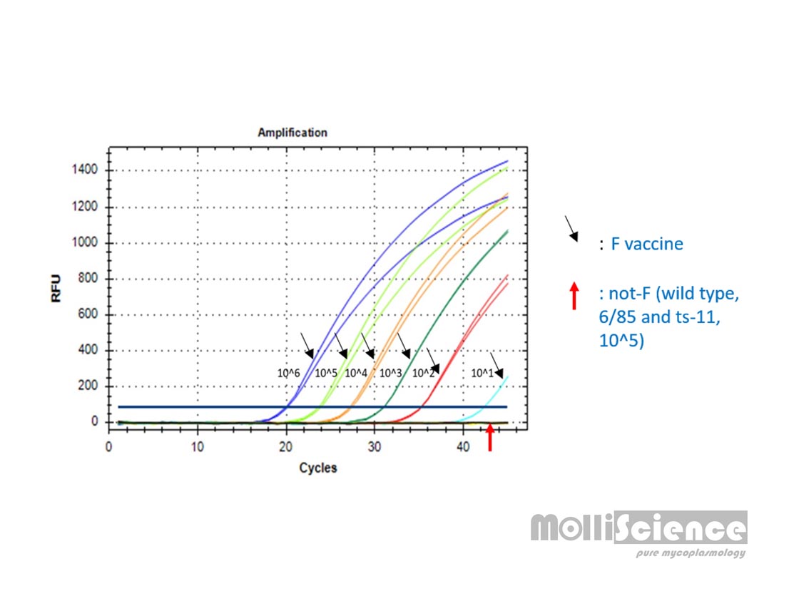 molliscience 