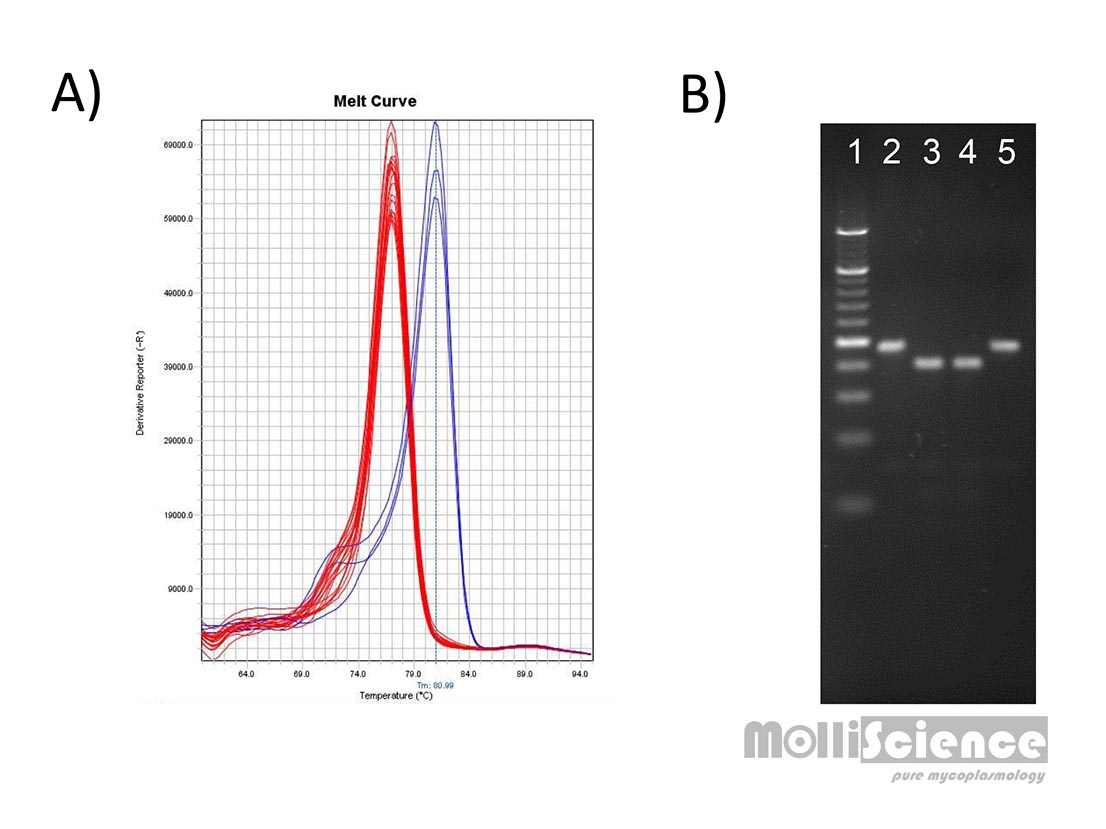 molliscience 