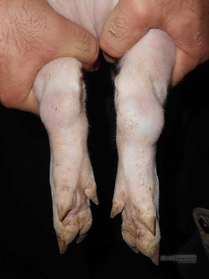 Mycoplasma hyorhinis induced arthritis in piglet