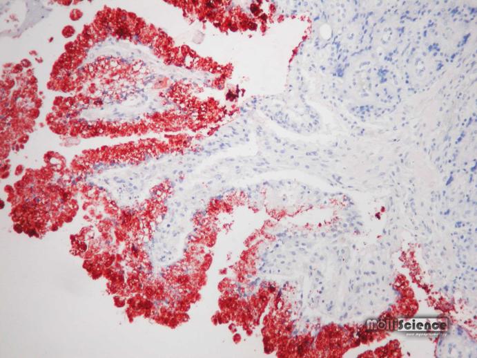 Brucella canis immunhistochemistry