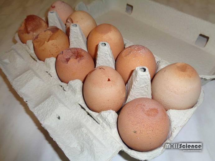Eggshell apex abnormality, &quot;glass-top eggs&quot;, caused by Mycoplasma synoviae infection