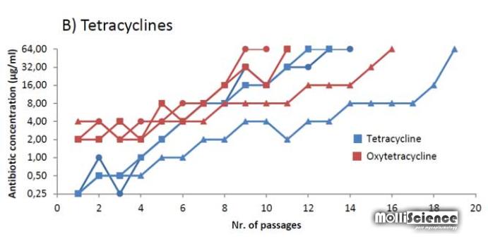 Evolution of tetracycline resistance in Mycoplasma bovis during passages