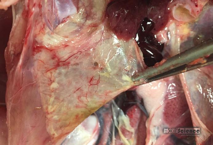 Fibrinous airsacculitis caused by Mycoplasma gallisepticum