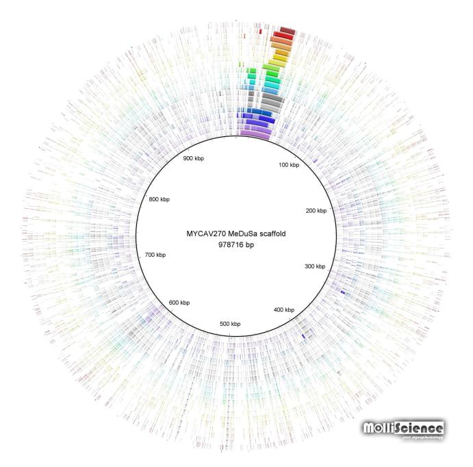Whole genome analysis