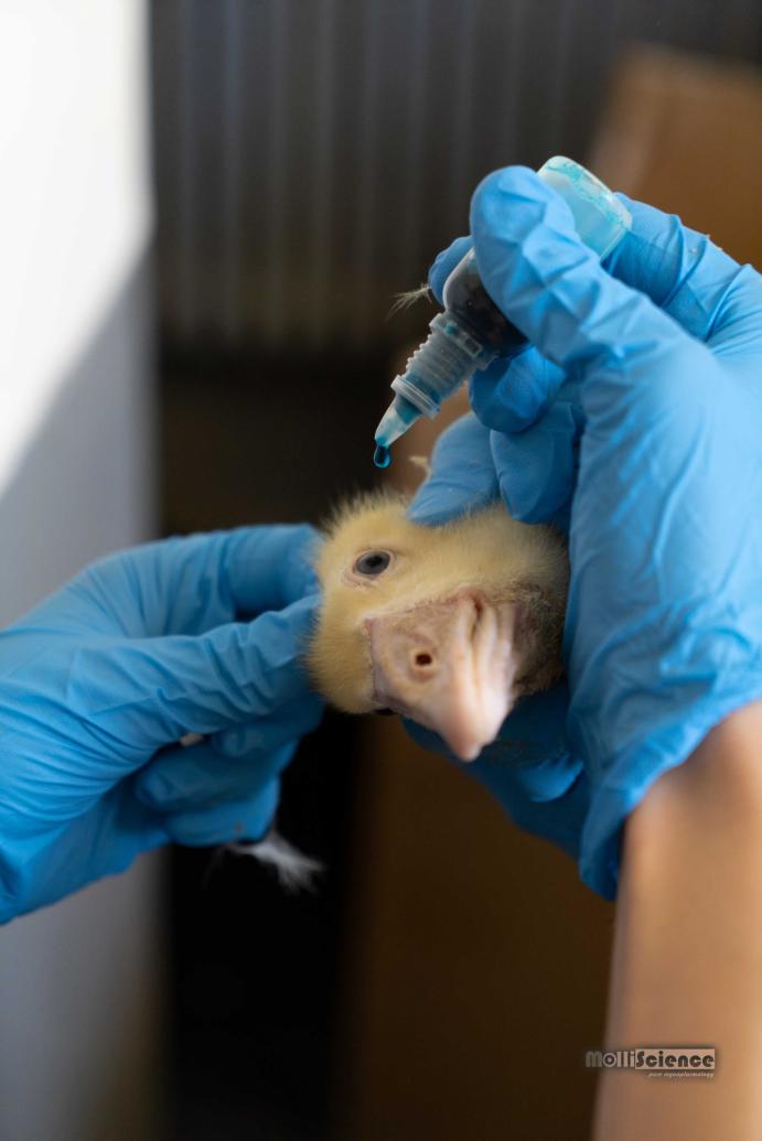 Goose vaccination by eye-dropping with our vaccine candidate developed against Mycoplasma anserisalpingitidis