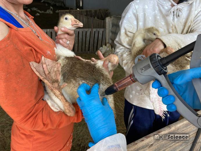 We immunized 9000 geese