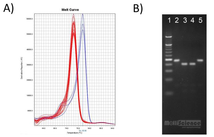 melt-MAMA analysis