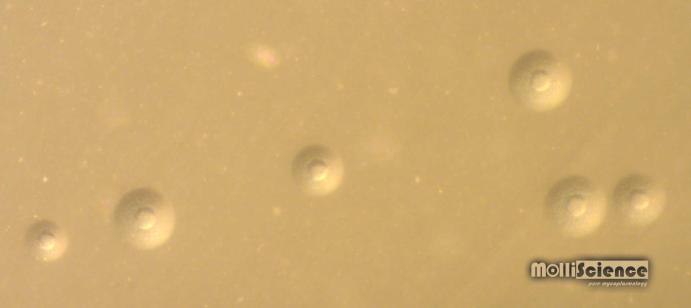 Mycoplasma bovis colonies