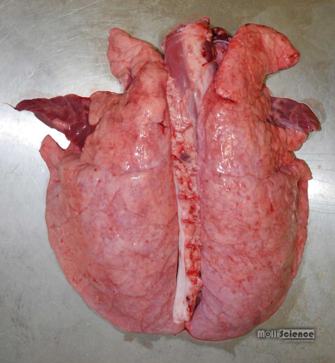 Mycoplasma hyopneumoniae induced lesions in pig lungs