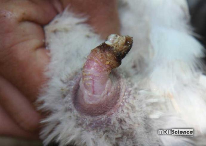 Necrotizing phallus inflammation caused by Mycoplasma anserisalpingitidis infection in geese