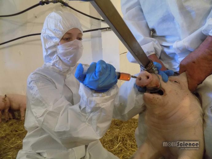 Mycoplasma hyopneumoniae challenge