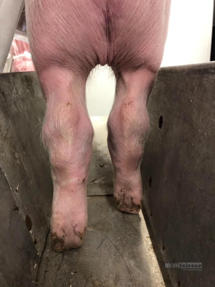 Mycoplasma hyorhinis induced arthritis in piglet