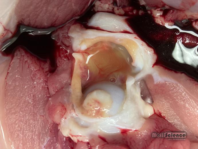Mycoplasma hyorhinis induced arthritis in piglet