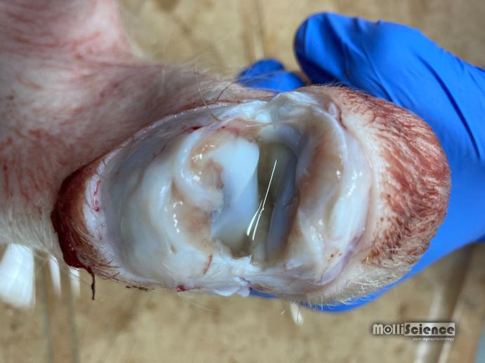 Mycoplasma hyorhinis induced arthritis in piglet