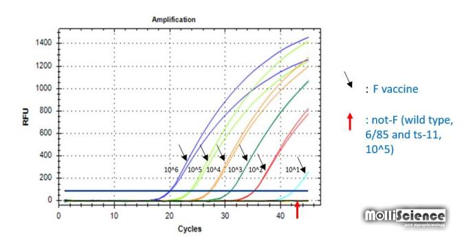 Real-time PCR analysis