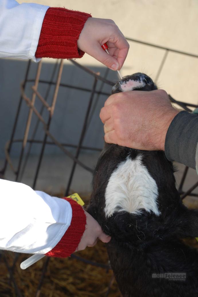 Sampling from a calf