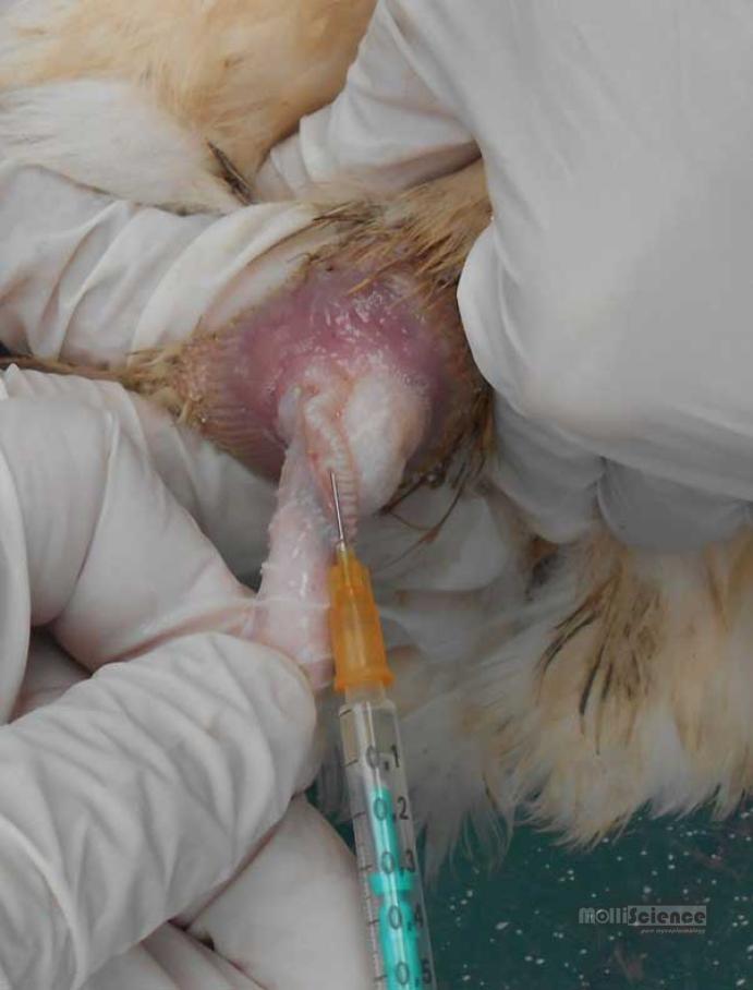 Taking lymph from the phallus of a gander