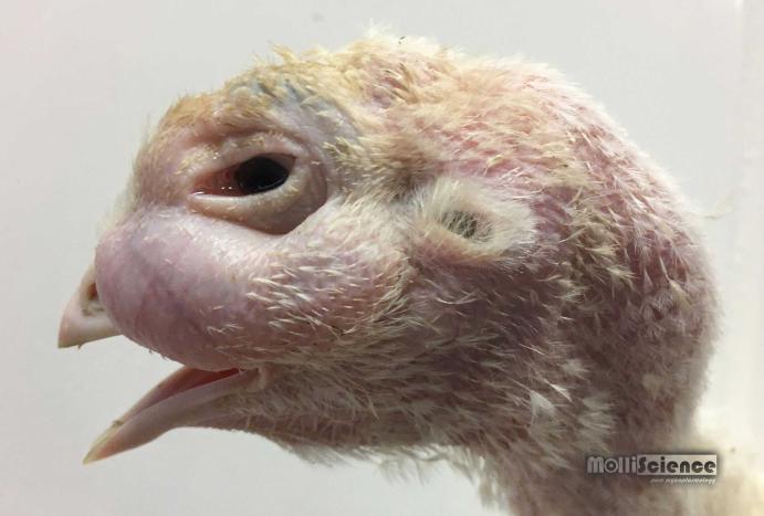 Sinusitis caused by Mycoplasma gallisepticum in turkey