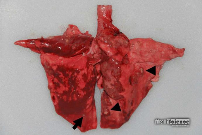 Lesions caused by Francisella tularensis in the lung of European brown hare