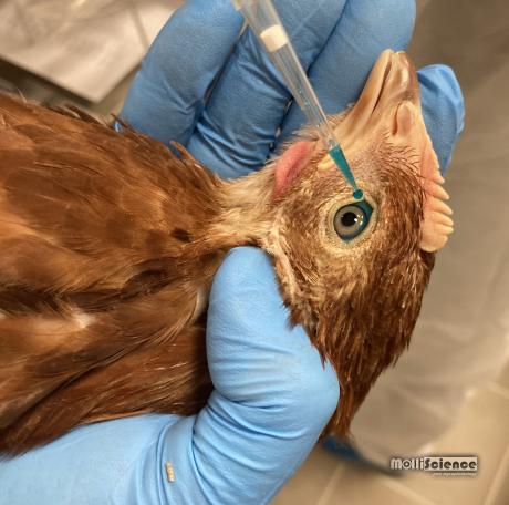 Chicken vaccination