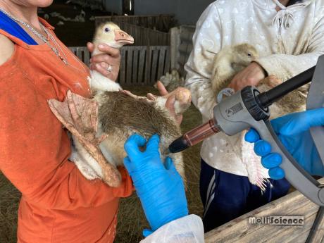 We immunized 9000 geese