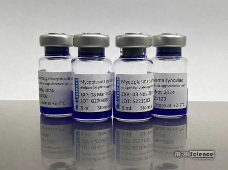 Mycoplasma synoviae antigén tárgylemez agglutinációs vizsgálathoz